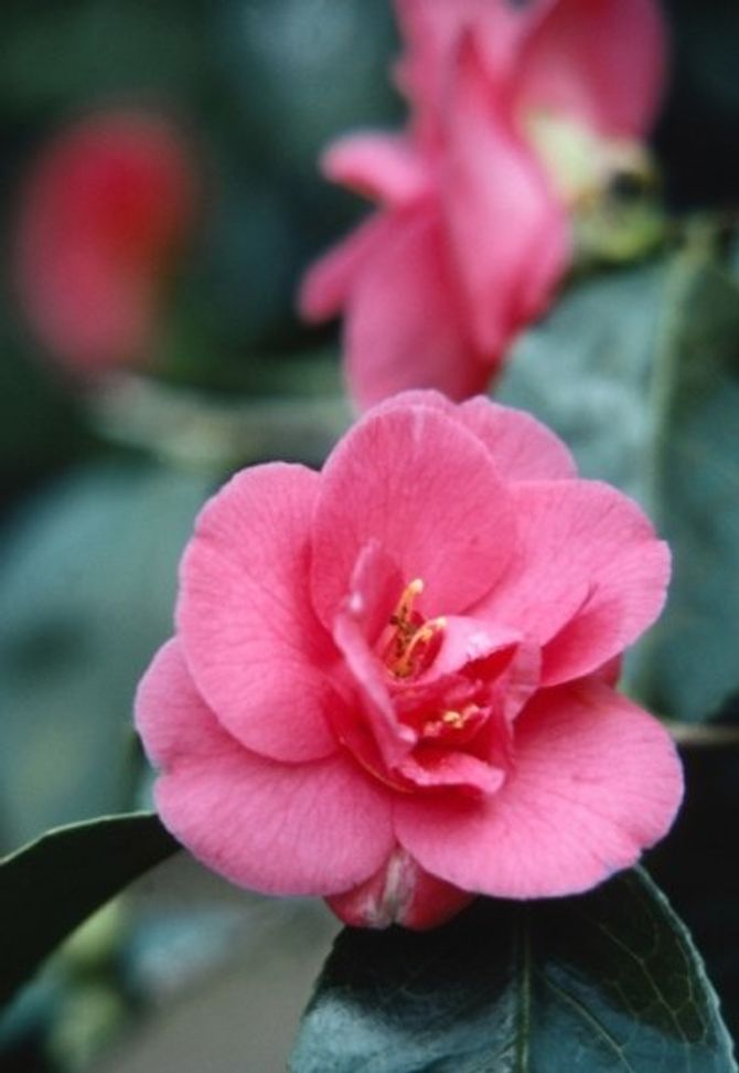 Camelia