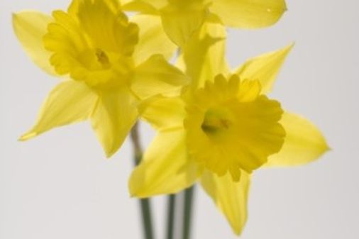 Narciso