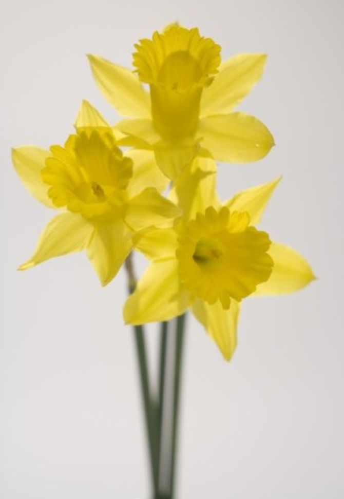 Narciso
