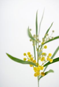 Mimosa