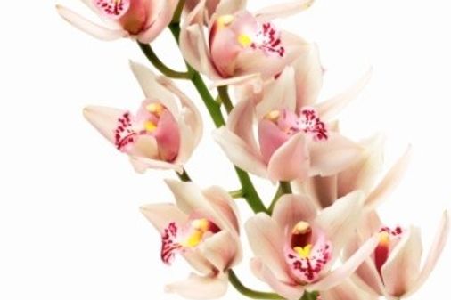Orquídea