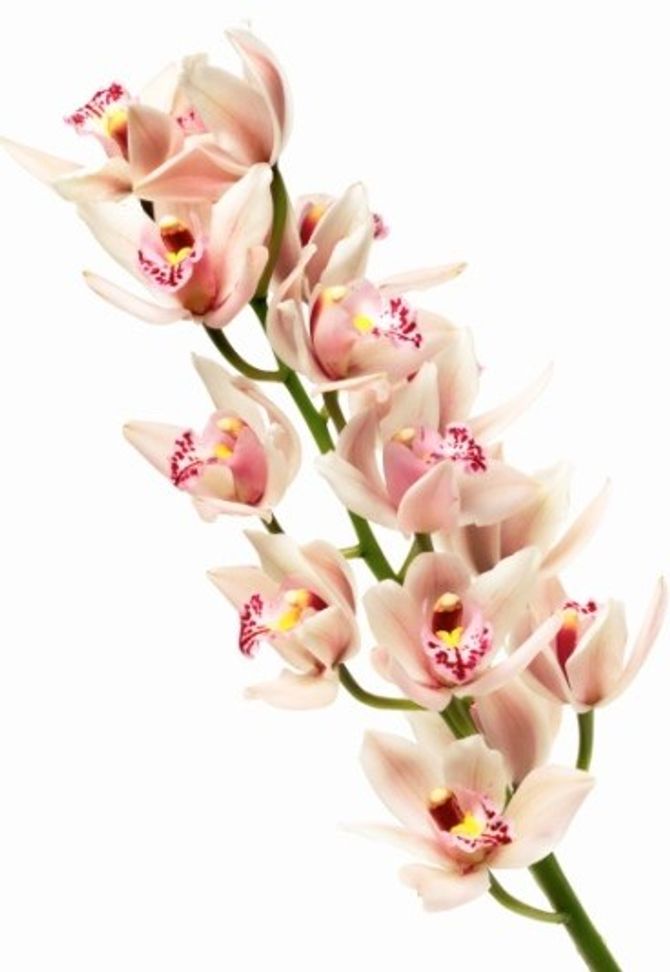 Orquídea