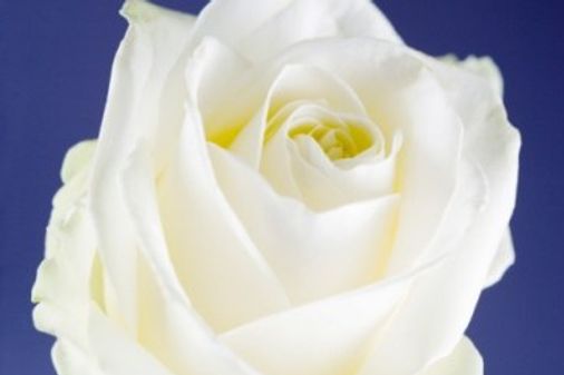 Rosa blanca