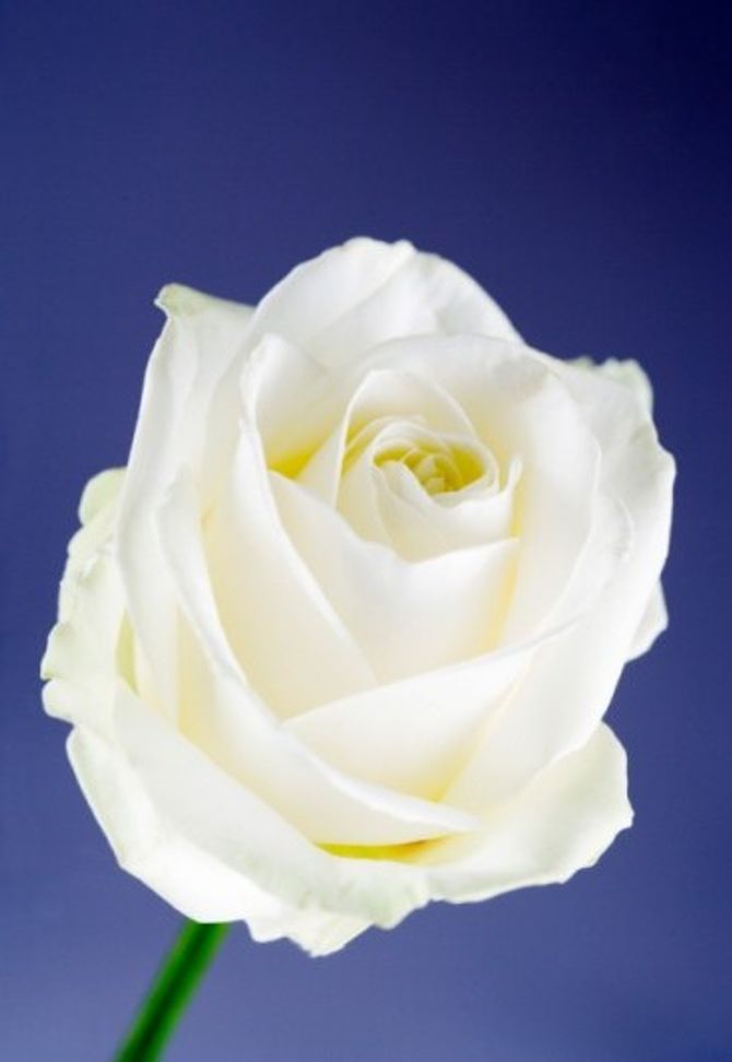 Rosa blanca