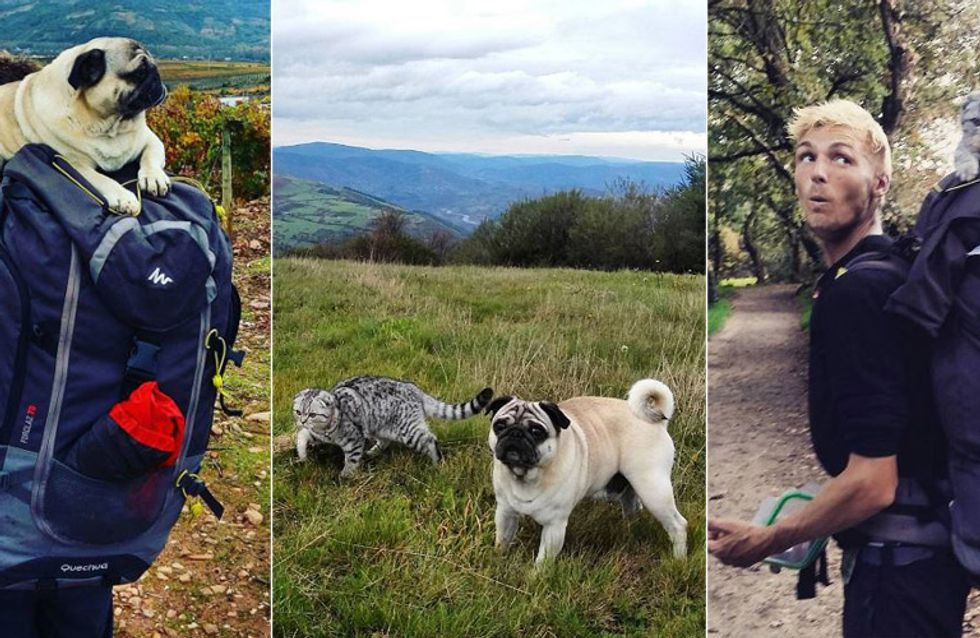 Diese Beiden Abenteurer Sind Mit Hund Und Katze Unterwegs