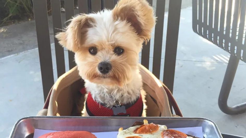 Un adorable cachorro foodie revoluciona Instagram, ¡mira sus fotos!