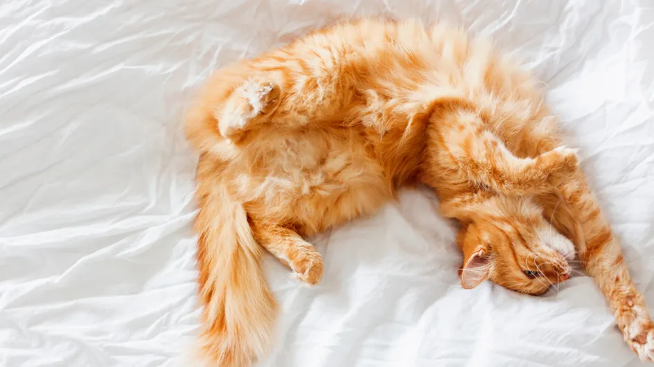 20 imágenes de gatos durmiendo que te sacarán una sonrisa