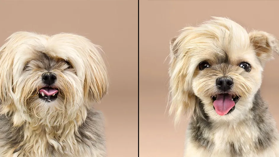 ¡Cambio radical! El espectacular antes y después de 10 mascotas tras un cambio de look