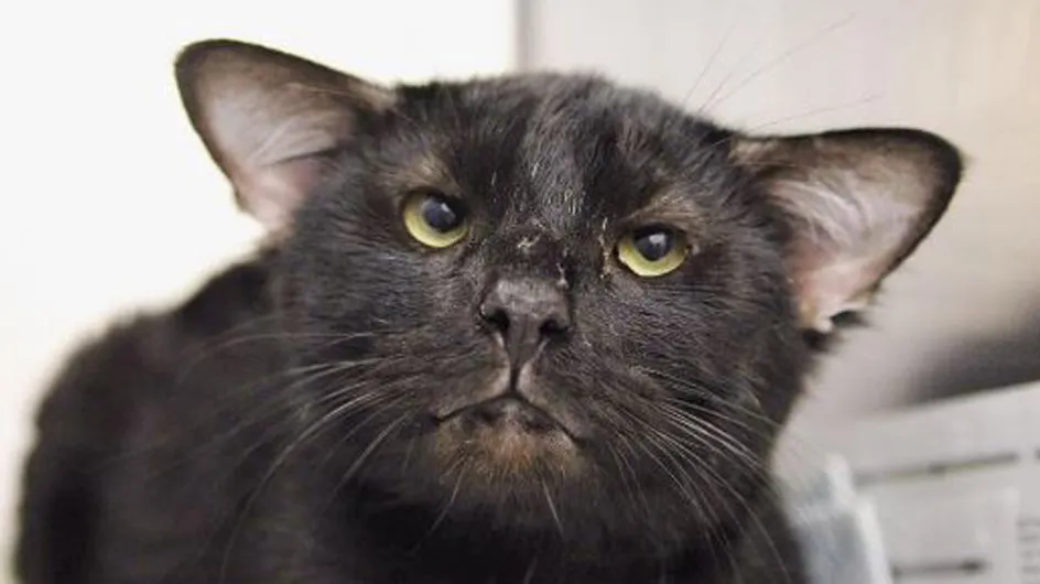 Vier Ohren & zum Knutschen süß: Katze Batman erobert unsere Herzen im Sturm