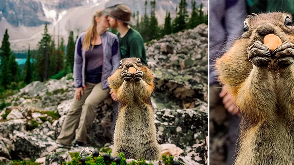 Photobomb: esquilo invade ensaio fotográfico de casamento