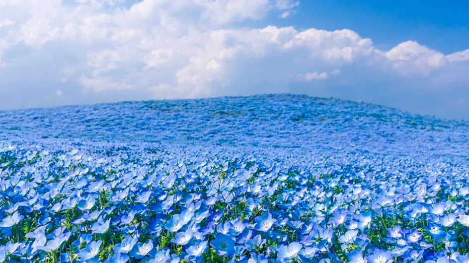 Parque Hitachi Seaside: flores coloridas formam belas paisagens no Japão