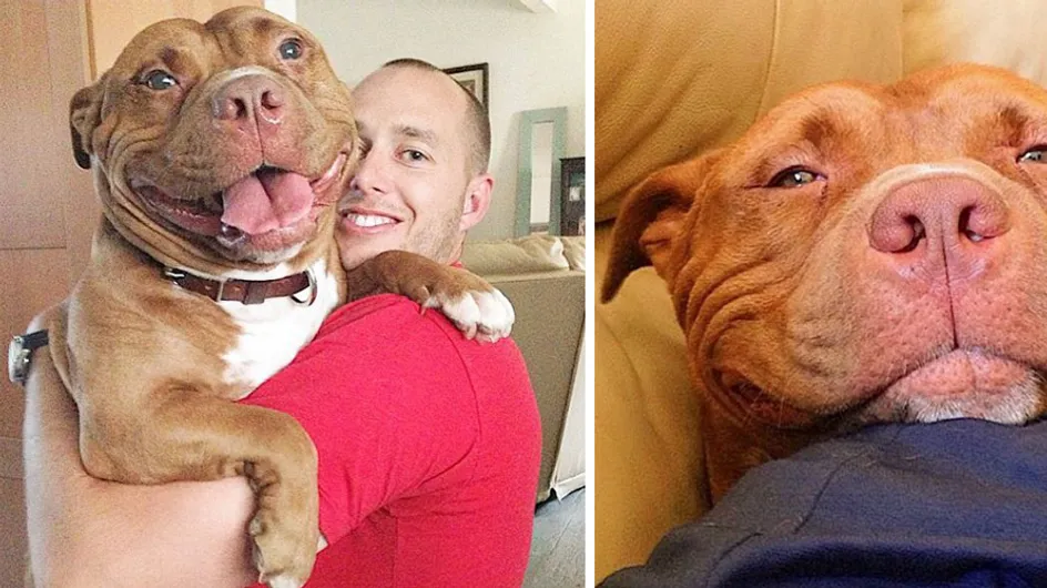 Der glücklichste Hund der Welt: Meaty hört seit seiner Rettung nicht mehr auf zu lächeln