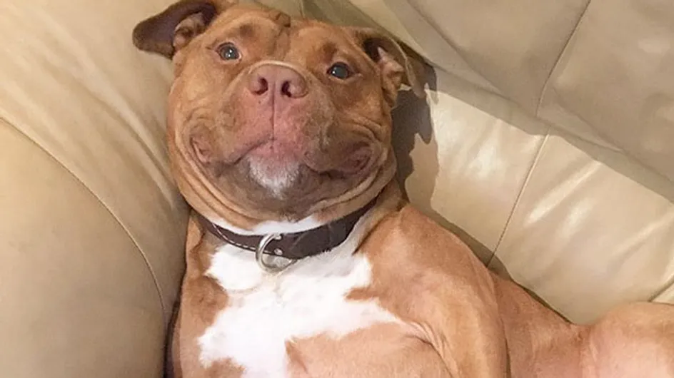 Descubre a Meaty, el adorable cachorro que no puede dejar de sonreír