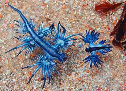 Dragón azul