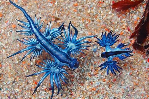 Dragón azul