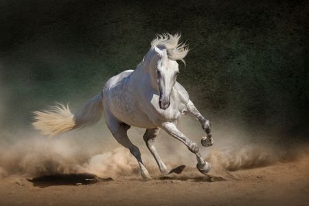 Caballo español