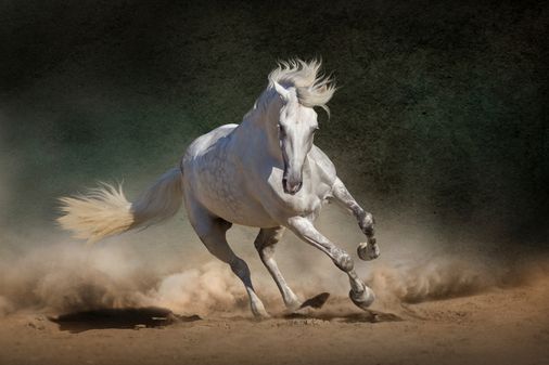 Caballo español