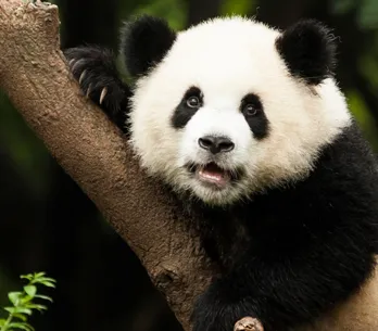 ¡Bendita naturaleza! Los 20 animales más bonitos del mundo