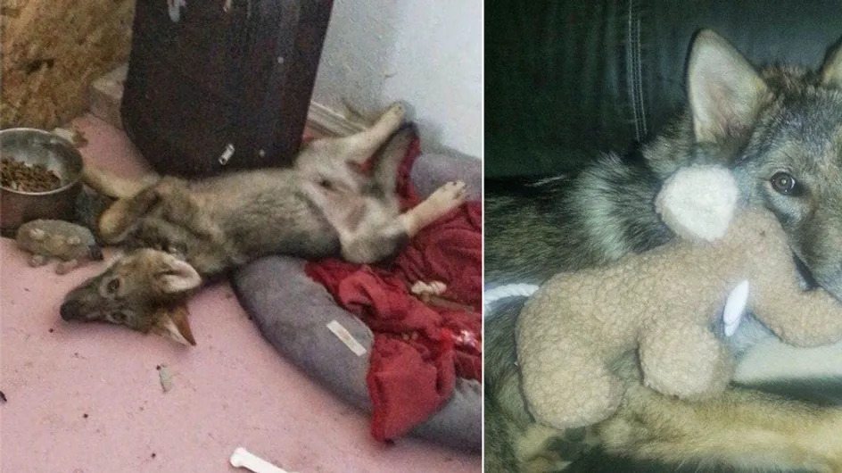 Was hinter diesem adoptierten "Hund" wirklich steckt, schockiert seinen Besitzer