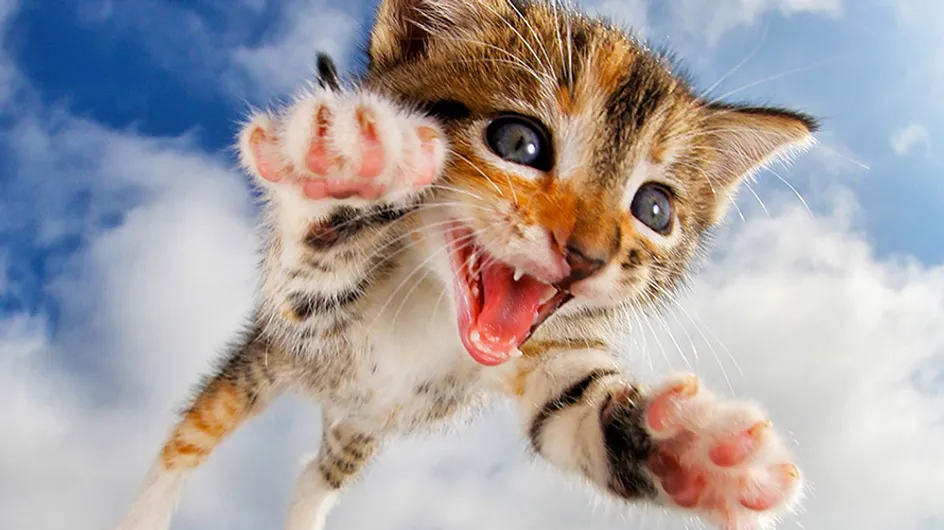 Bebes de gatos saltando: La última y tiernísima moda viral