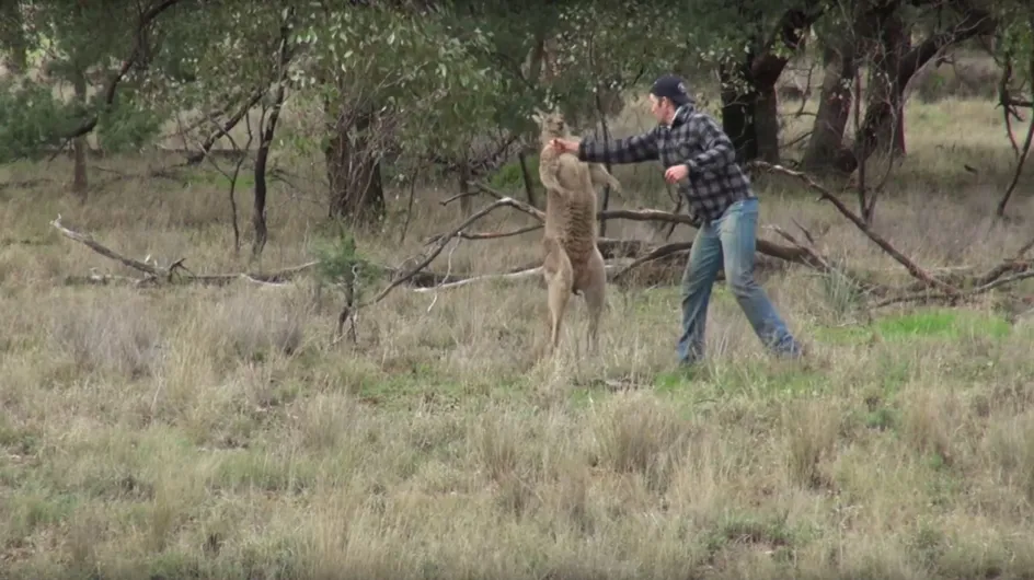 Tierpfleger boxt Känguru: Verliert er jetzt seinen Job?