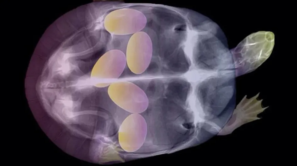 12 alucinantes fotografías de rayos X de animales embarazados