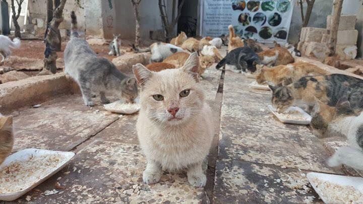 Ce Syrien Protege Les Chats D Alep Des Bombes