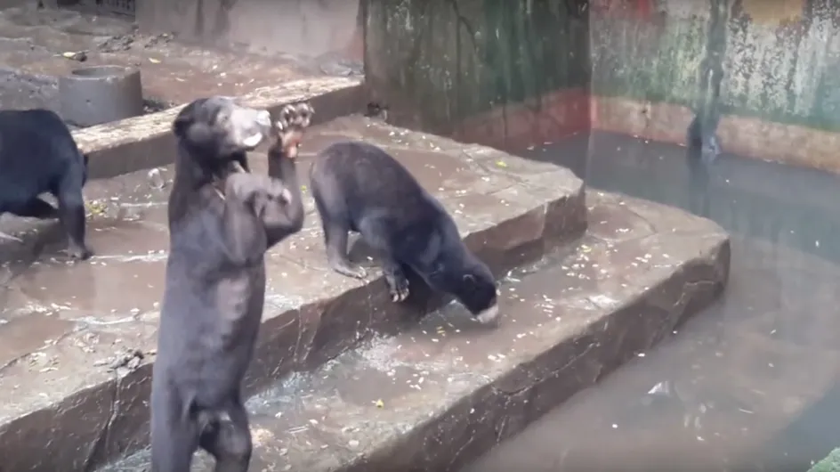 La Toile s'indigne face à ces ours affamés et squelettiques en Indonésie (Vidéos)