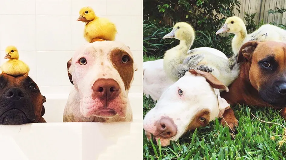 Antes y después: 20 parejas “imposibles” de mascotas que crecieron juntas