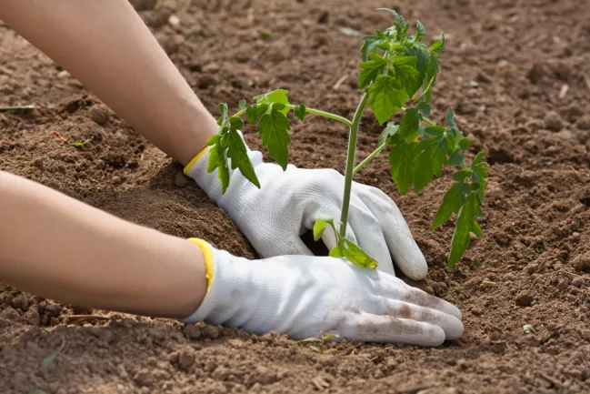 Planter Des Tomates Comment Planter Des Tomates