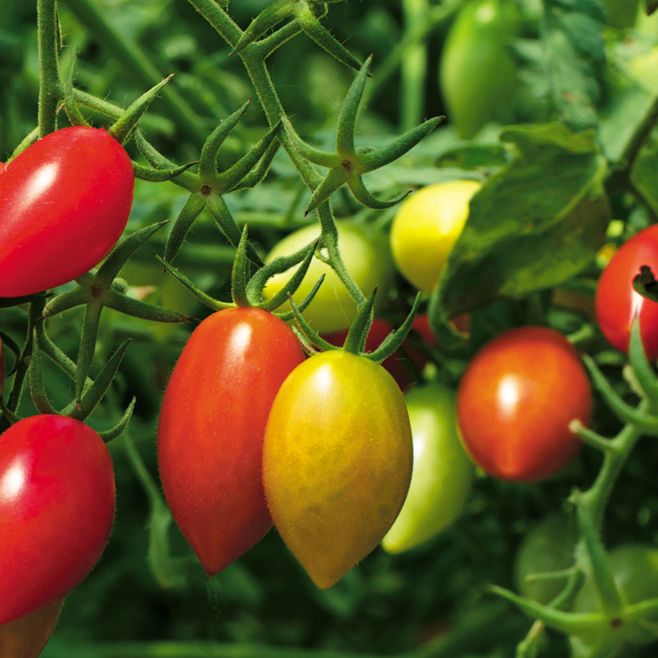 Planter Des Tomates Comment Planter Des Tomates