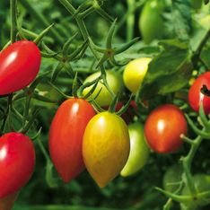C'est le printemps ! Comment planter des tomates et les entretenir ?