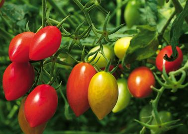 Planter Des Tomates Comment Planter Des Tomates