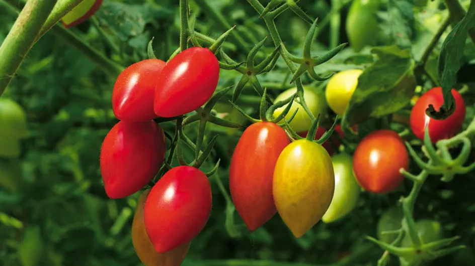 C'est le printemps ! Comment planter des tomates et les entretenir ?