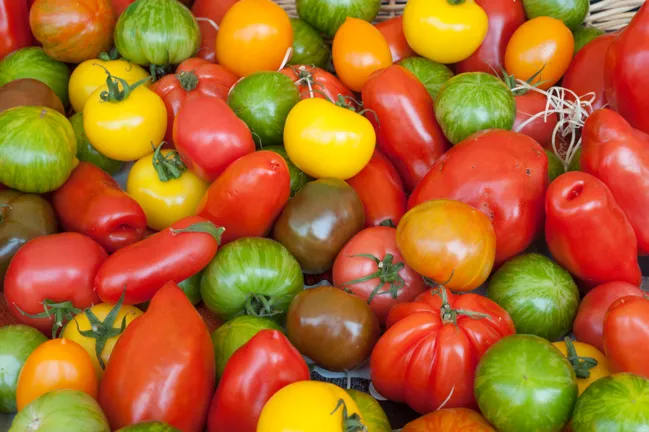 Planter Des Tomates Comment Planter Des Tomates