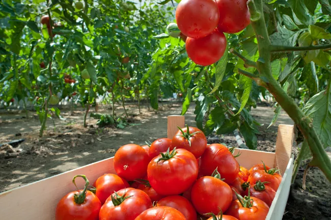 Planter Des Tomates Comment Planter Des Tomates