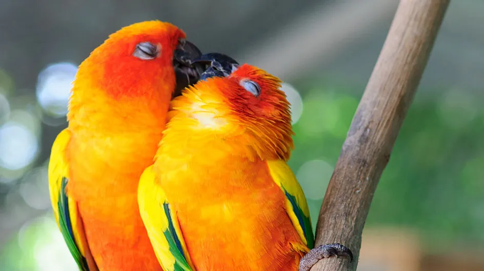 ¡Bésame mucho! 20 animales que muestran su amor comiéndose a besos
