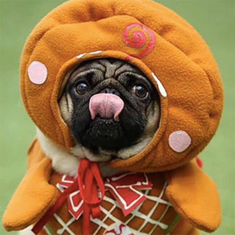 PugFest Is The Festival Every Dog Lover Needs To Know About