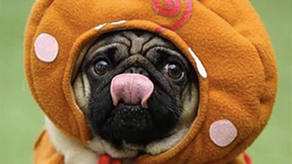 There's A Festival Dedicated To Pugs & Every Dog Lover Needs To Know About It