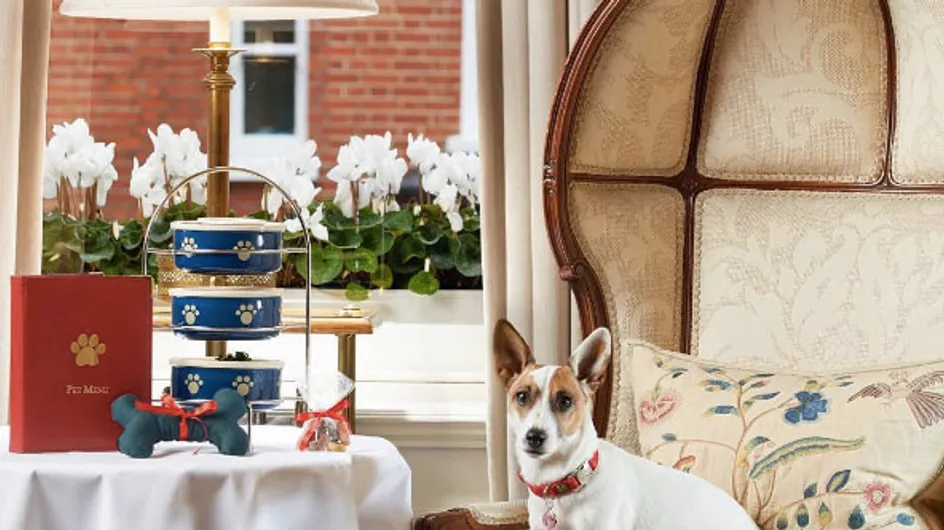Who Needs Humans? You Can Now Have Afternoon Tea With Your Pooch