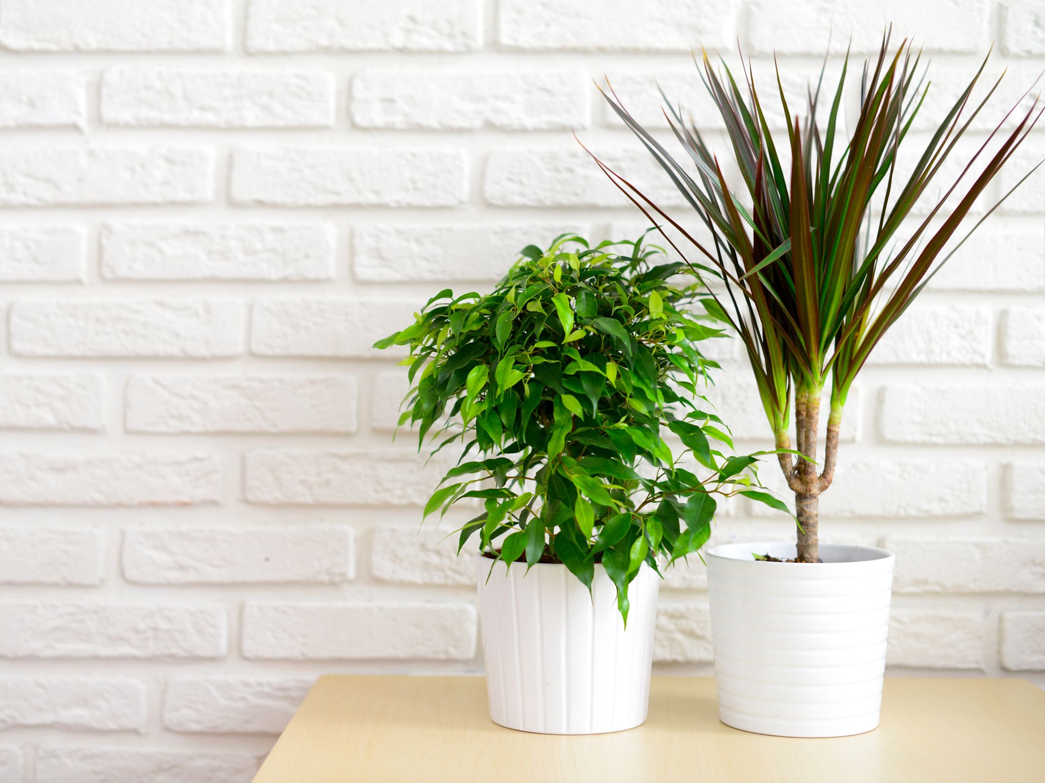 14 plantes dépolluantes pour votre chambre et toute la maison