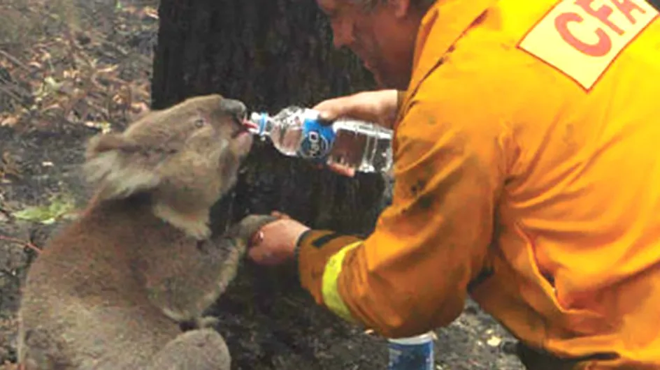 Homem ajuda coalas que estão morrendo de sede
