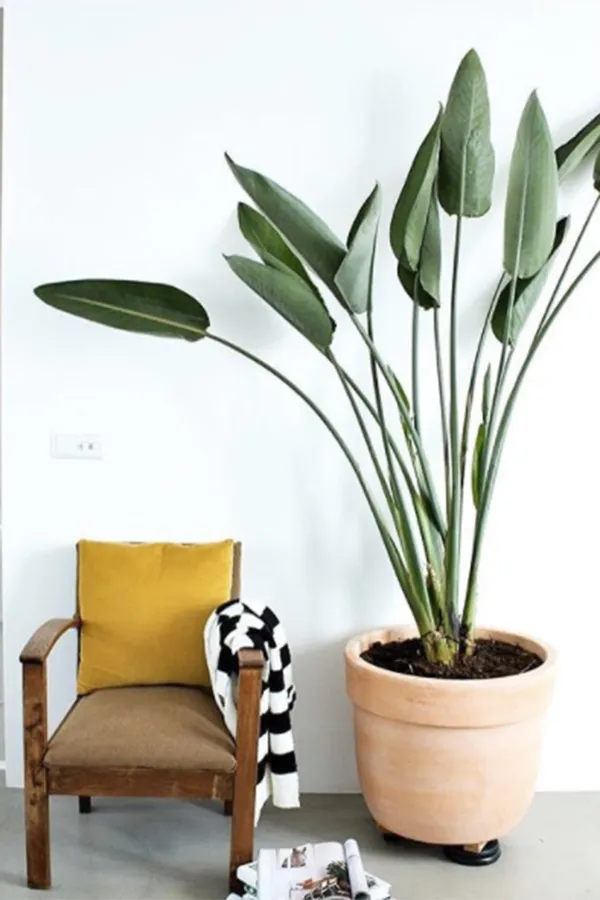 Interior Design Ideas For Every Indoor Plant Lover