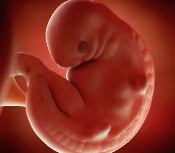 15eme Semaine De Grossesse 17 Sa Cote Bebe Et Maman 4eme Mois 15eme Semaine De Grossesse 17 Sa Cote Bebe Et Maman 4eme Mois
