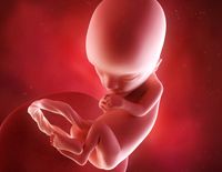 Calendrier De Grossesse Semaine Apres Semaine