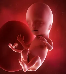 14eme Semaine De Grossesse 16 Sa Cote Bebe Et Maman 4eme Mois