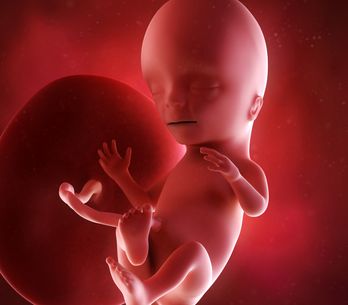 23eme Semaine De Grossesse 25 Sa Cote Bebe Et Maman 6eme Mois