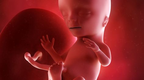 15eme Semaine De Grossesse 17 Sa Cote Bebe Et Maman 4eme Mois