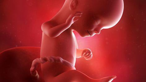 16eme Semaine De Grossesse 18 Sa Cote Bebe Et Maman 4eme Mois