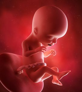 16eme Semaine De Grossesse 18 Sa Cote Bebe Et Maman 4eme Mois